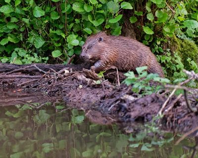 Beavers were welcomed back to the Netherlands. Until they started digging 17m-long tunnels