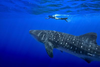 Nearly 80% of whale sharks in a tourism hotspot have human-caused scars