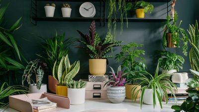 Wait, Why Do My Plants Move at Night? 10 Houseplants That Do It, and the Reason Why