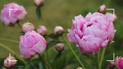 When should you plant peony bulbs? Garden experts share advice for guaranteed blooms