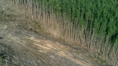 Deforestation linked to thousands of heat-related deaths each year, study warns