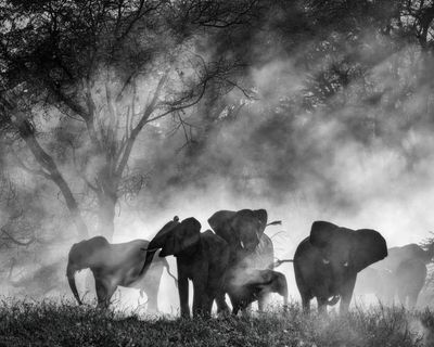 Ghost Elephants review – Werner Herzog embarks on a mission to track down giant jumbos