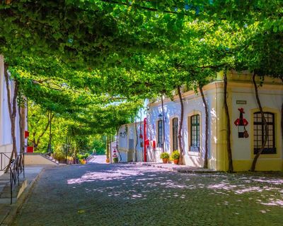 ‘A perfect symbiosis’: planting vines and other ways hot cities are creating cool spaces