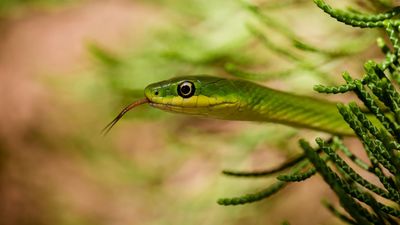 Snakes in your yard? Here's what it says about your garden (plus experts reveal how to reduce serpent numbers)