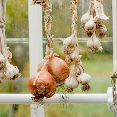 Can you plant supermarket garlic? Yes, but experts warn it could have this disastrous consequence for the rest of your garden