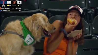 Broadcasters Plead With Orioles Fan to Give Dog a Bite of Hot Dog