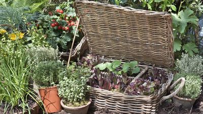 Get free vegetables for years, by only buying seeds once – 5 of the best crops for collecting homegrown seeds