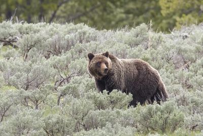 Heads up ‘tourons’! Yellowstone rangers warn public as grizzly bear capture operations begin