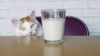 Can cats drink oat milk? What a vet wants you to know