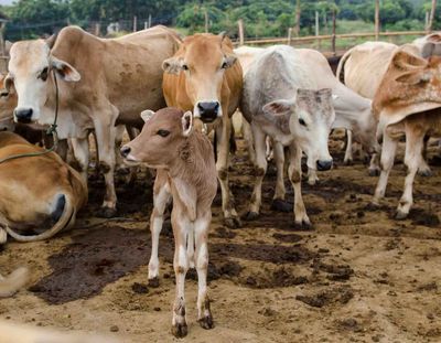 Cattle Fall Lower on Thursday