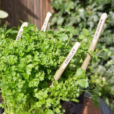 Is mint the secret to a pest-free garden? Here’s what the experts say