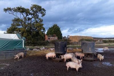 Pig and poultry farming harms environment on huge scale, report warns