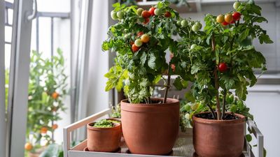Are you finding that your tomatoes won't turn red no matter what you try? Here's what you're doing wrong and exactly how to fix it