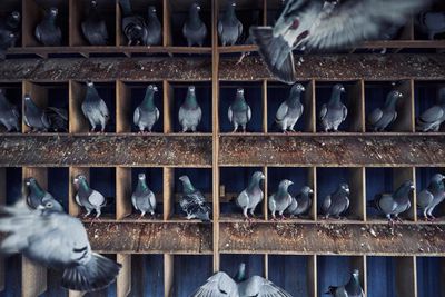 Drugs, smuggling and abductions: inside the fast and furious world of pigeon racing in Taiwan
