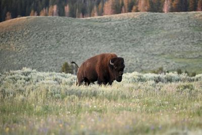 Bison Herds 'Reawaken' Yellowstone's Prairies