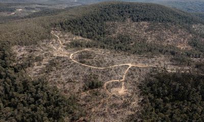NSW-owned Forestry Corporation charged with 29 offences related to failing to protect threatened species