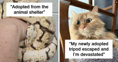 50 Adopted Animals That Are Finally Showered With Love, And It Shows (August Edition)