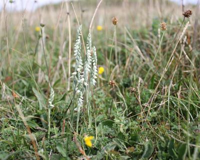 Country diary: Scanning for treasure on a chalky hill