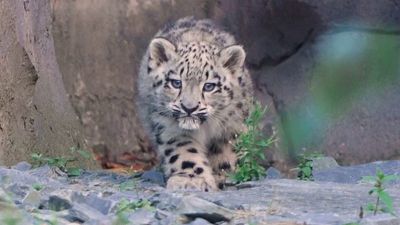 Watch an adorable snow leopard cub take her first steps outside at UK zoo