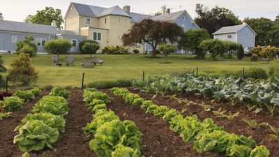 You can get both winter harvests and spring treats from planting vegetables in September – here is our expert selection of crops to sow this month