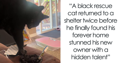 Woman Adopts Cat Who Was Returned Twice, Goes Viral After Learning His Incredible Hidden Talent