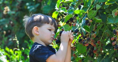 Is it safe to pick wild blackberries in the UK? Warning issued for some