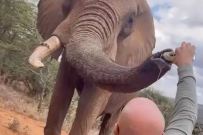 Outrage in Kenya after tourist filmed pouring beer down elephant’s trunk