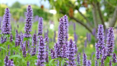How to grow hummingbird mint in pots – expert advice for a fuss-free patio plant that bees, birds and butterflies adore