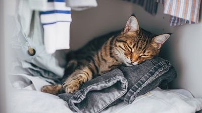 Lethargy in cats: Vet’s guide to symptoms, causes and treatment