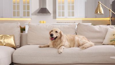 Is Your Sofa Pet-Proof? Experts Say to Avoid These Fabrics for a Pet-Friendly Home