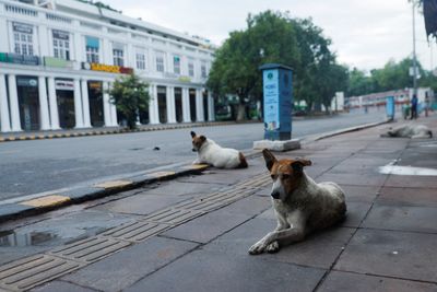 Does India have a stray dog epidemic?