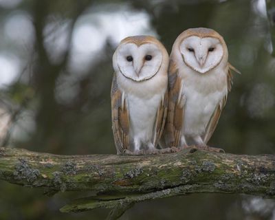Country diary: Barn owlets that feel like miracles