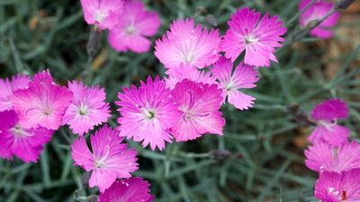 Best fragrant ground cover plants – 5 perfumed picks to fill bare soil and elevate the sensory appeal of your garden
