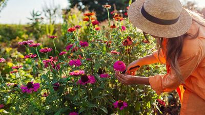 Want showstopping, brilliant blooms? An ex-flower farmer shares the secrets to growing perfect dahlias, zinnias and cosmos