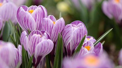 When and how to plant crocus bulbs – for a dazzling display come spring