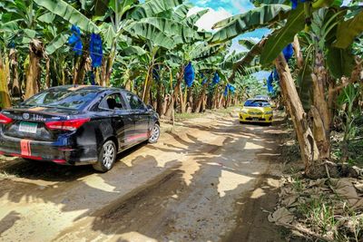 US Banana Giant Chiquita Announces $30 Million Investment to Restart Banana Production in Panama