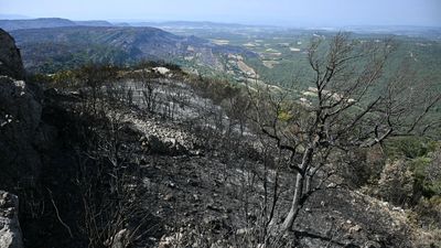 How forests decimated by wildfires still have the power to heal