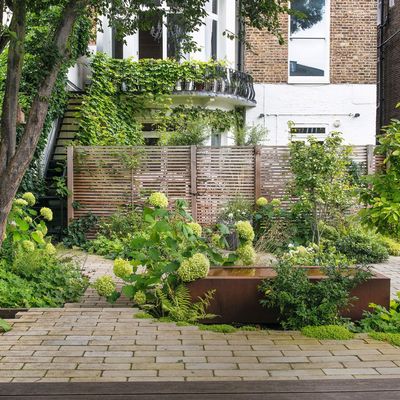 How to prune hydrangeas – the crucial difference between old wood bloomers and new wood bloomers