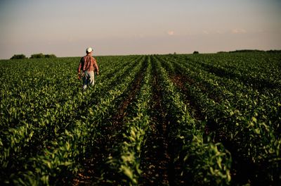 Rural America is suffering an economic crisis as crop prices plunge — 'U.S. soybean farmers cannot survive a prolonged trade dispute'
