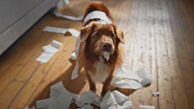 Pica in dogs: Vet’s guide to symptoms, causes and treatment