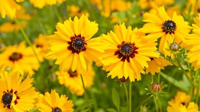 How to grow coreopsis – for free-flowing, soft meadow planting
