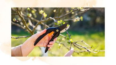 When should you prune apple trees? Garden experts reveal the best timing to achieve a plentiful harvest