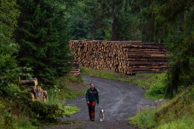 Drones and sniffer dogs deployed in fight against tiny beetle threatening UK forests