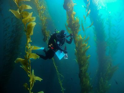 ‘The forgotten forest’: how smashing 5.6m urchins saved a California kelp paradise