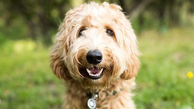 A third of dog owners ignore dog dental health signs, new study says