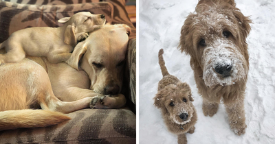 34 Touching Pet Photo Edits That Show How Fast They Grow