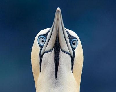 Poem of the week: Solitude by Peter McDonald