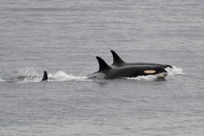 Warning after killer whales seen ‘ramming’ boats in two attacks off coast of Spain