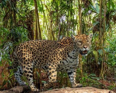 ‘We’re winning a battle’: Mexico’s jaguar numbers up 30% in conservation drive
