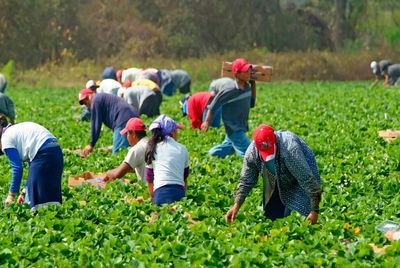 Trump's Immigration Crackdown Leaves US Short 1.2 Million Workers, Inflation Fears Mount